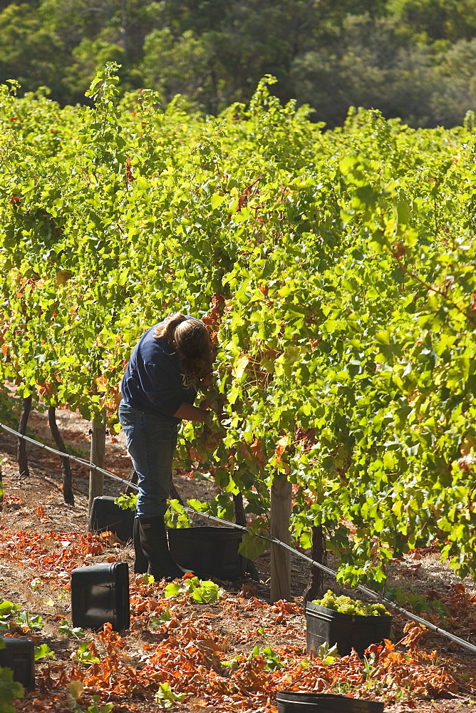 Grape pickers at a winery vineyard in the famous wine growing region of Margaret River, Augusta-Margaret Shire, The South West, Western Australia, Australia, Pacific