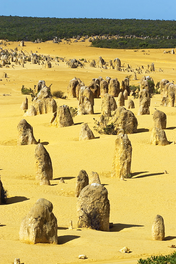 Rock pillars formed by erosion of thick hard layer of calcrete over soft limestone, The Pinnacles Desert, Nambung National Park, near Cervantes, Dandaragan Shire, Western Australia, Australia, Pacific