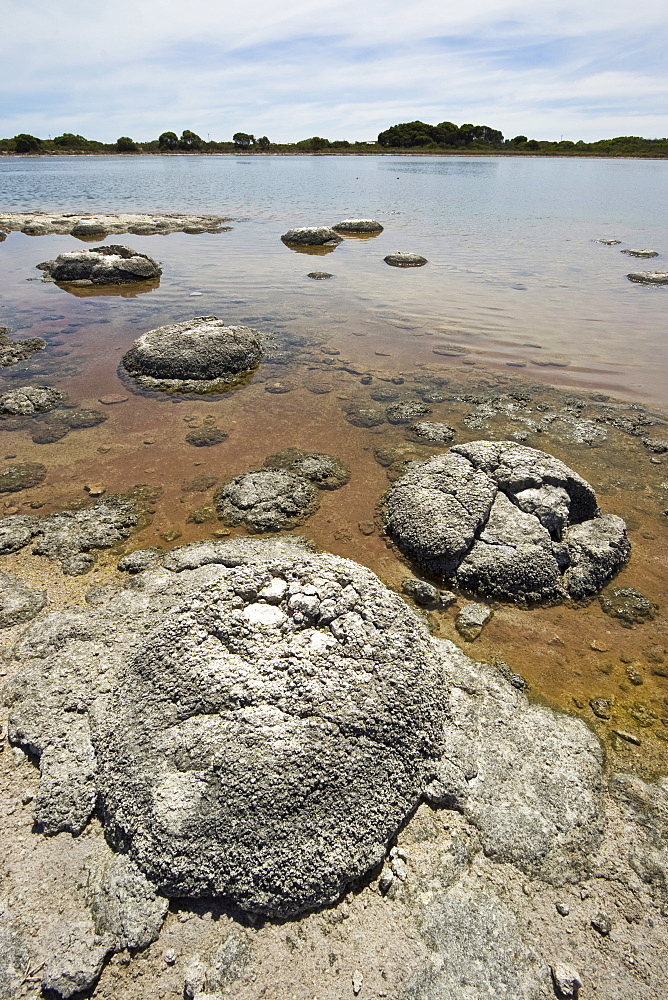 Stromatolites, one of the most ancient life forms on earth, mats of micro-organisms that become rock-like structures through accretion of calcium carbonate, in highly saline lagoons like here in Lake Thetis, Cervantes, Dandaragan Shire, Western Australia, Australia, Pacific