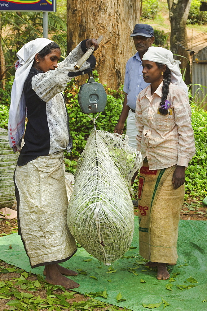 Plantation Tamil women weighing prized Uva tea in the Namunukula Mountains near Ella, Central Highlands, Sri Lanka, Asia