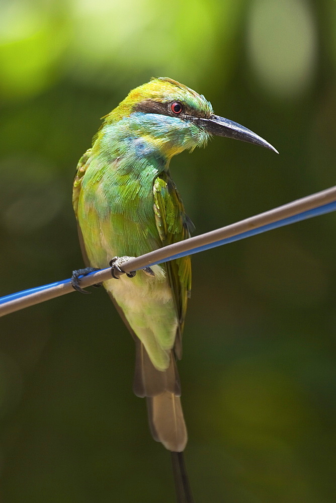 Green bee-eater (Merops orientalis ceylonicus) in Kumana National Park, formerly Yala East, Kumana, Eastern Province, Sri Lanka, Asia