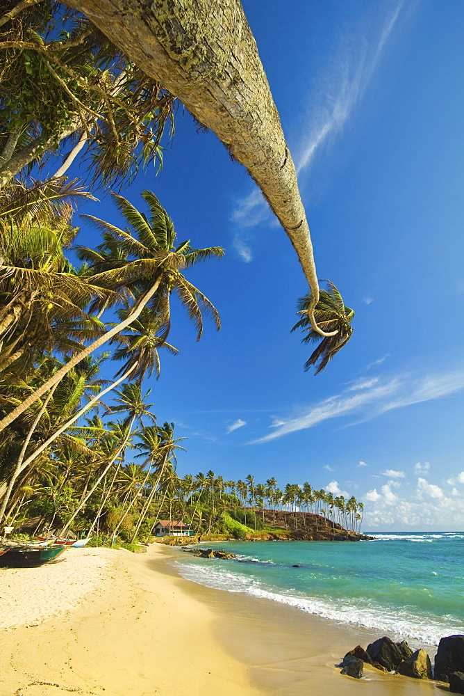 Palm trees at the eastern end of the south coast whale watch surf beach at Mirissa, near Matara, Southern Province, Sri Lanka, Asia