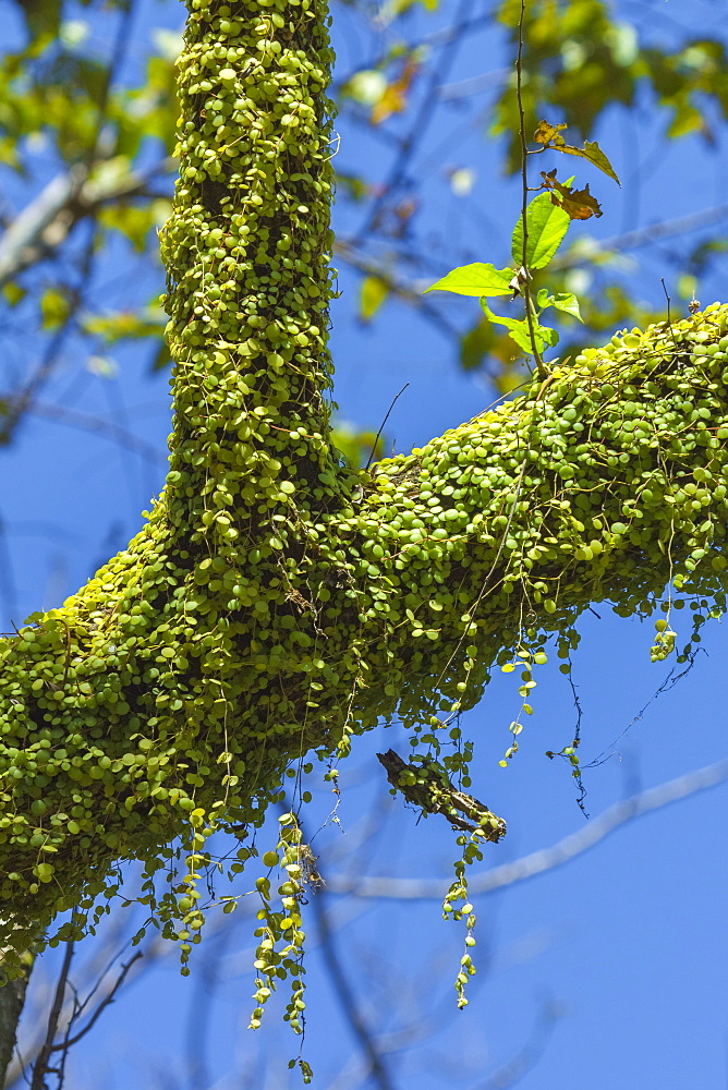 Peperomia Rotundifolia (Creeping Buttons) a creeping epiphyte on a tree, Nosara River, Nosara, Guanacaste Province, Costa Rica, Central America