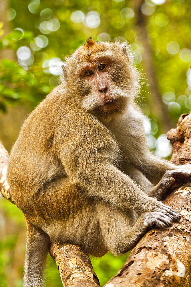 Crab-eating (long-tailed) macaque monkey, known for stealing from tourists, National Park, Pangandaran, Java, Indonesia, Southeast Asia, Asia