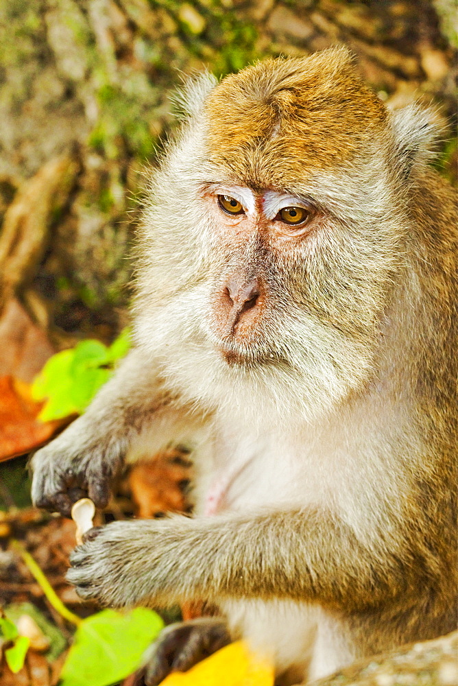 Crab-eating (long-tailed) macaque monkey, known for stealing from tourists, National Park, Pangandaran, Java, Indonesia, Southeast Asia, Asia