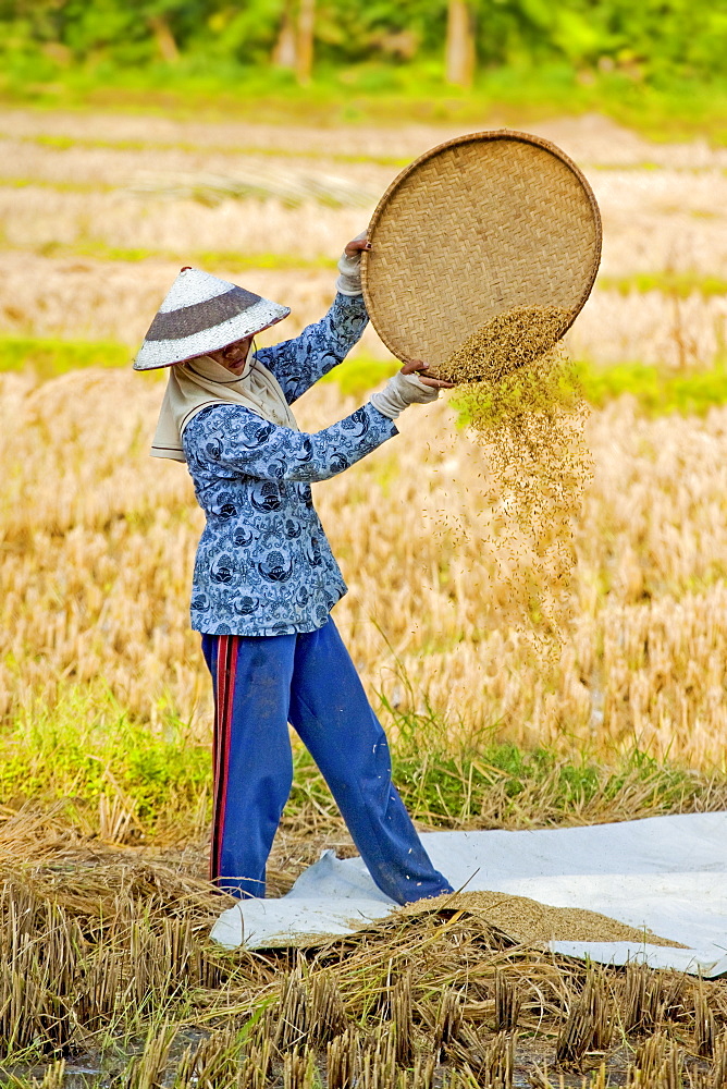 Female farm worker in conical hat winnowing rice in fields near Pangandaran, West Java, Java, Indonesia, Southeast Asia, Asia