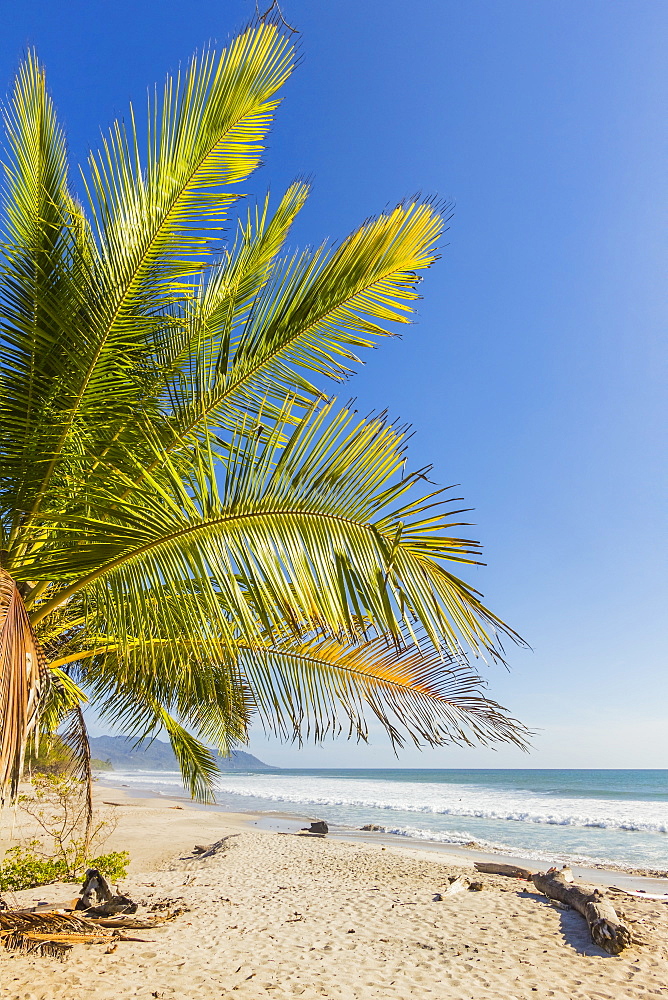 Palm trees on this beautiful surf beach near Mal Pais, far south of Nicoya Peninsula, Santa Teresa, Puntarenas, Costa Rica, Central America