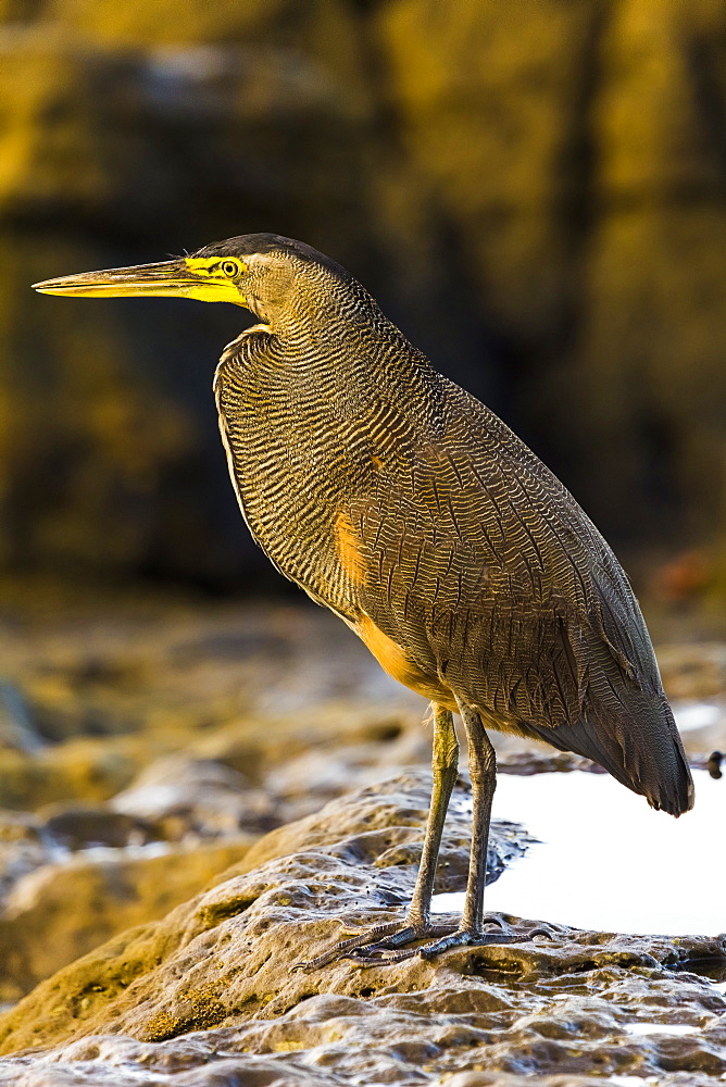 Bare-throated tiger-heron hunting on this south Nicoya Peninsula surf beach, Santa Teresa, Puntarenas, Costa Rica, Central America