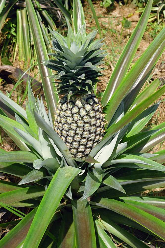 Pineapple, Tanzania, East Africa, Africa