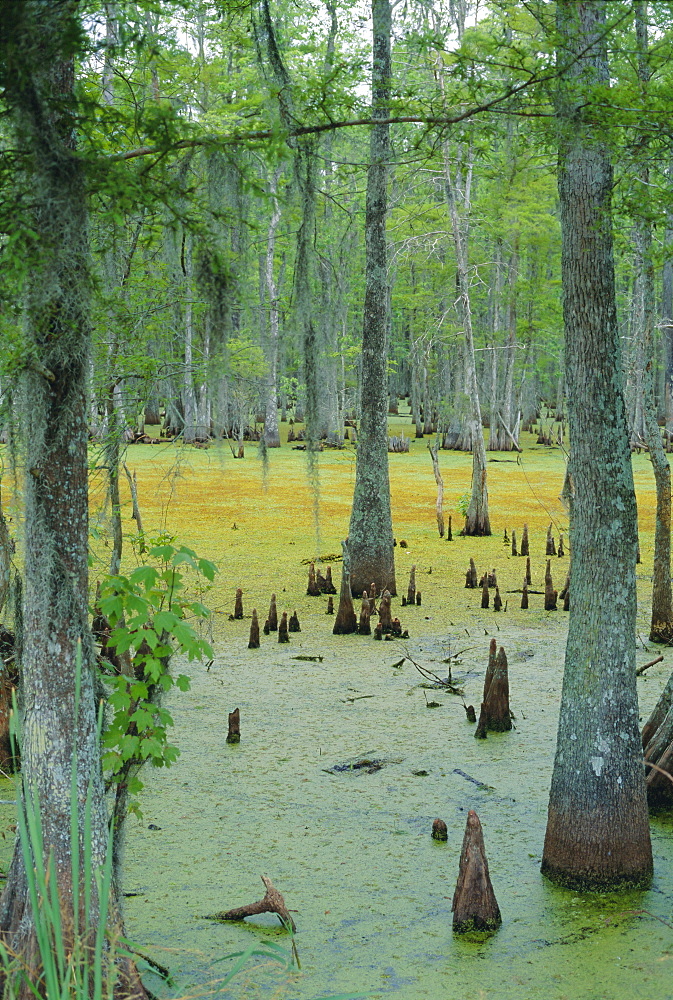 Cajun country, Atchatalaya Swamp, near Gibson, Louisiana, USA