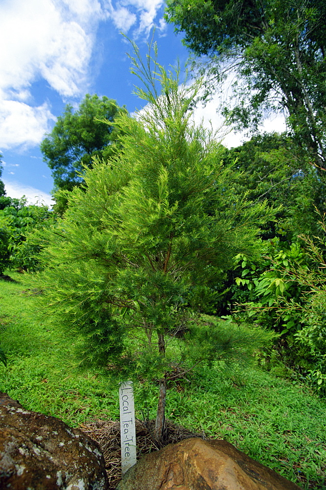 Tea tree, Ballina, New South Wales, Australia, Pacific