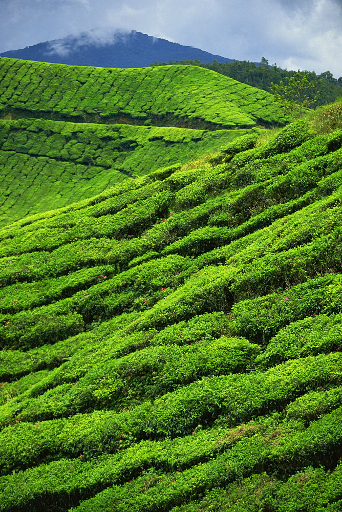 The Sungai Palas Estate, Cameron Highlands, Perak, Malaysia, Southeast Asia, Asia