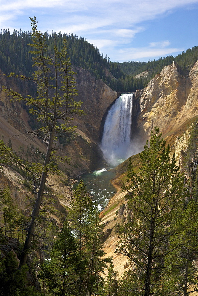 View of Lower Falls from Red Rock Point, Grand Canyon of the Yellowstone River, Yellowstone National Park, UNESCO World Heritage Site, Wyoming, United States of America, North America 