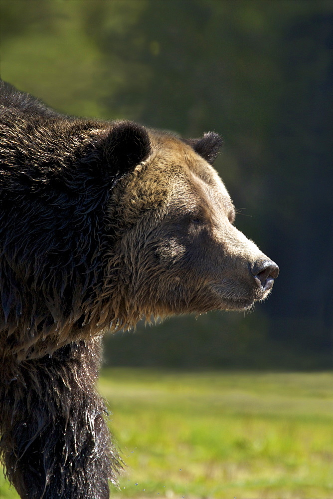 Grizzly bear (Ursus arctos horribilis), Grizzly and Wolf Discovery Centre, West Yellowstone, Montana, United States of America, North America