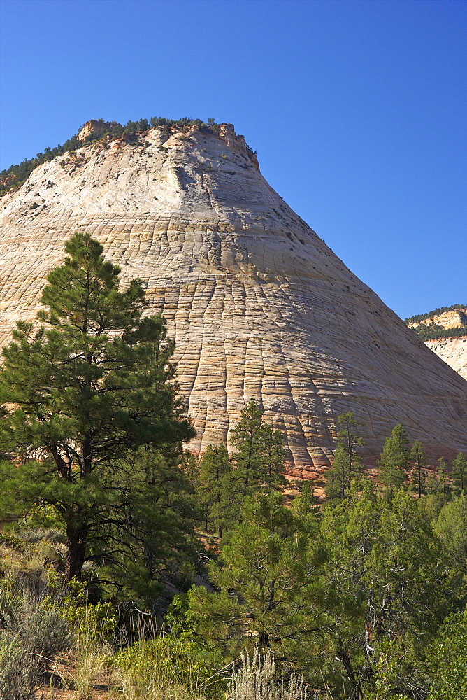 Checkerboard Mesa, formed of Navajo sandstone, Zion National Park, Utah, United States of America, North America 