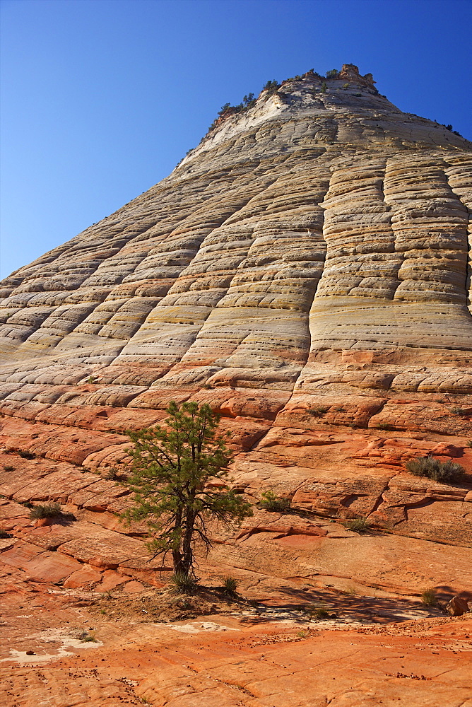 Checkerboard Mesa, formed of Navajo sandstone, Zion National Park, Utah, United States of America, North America 