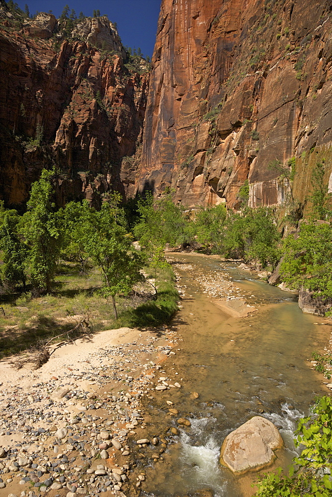 Riverside Walk in Virgin River Canyon, north of Temple of Sinawava, Zion National Park, Utah, United States of America, North America 