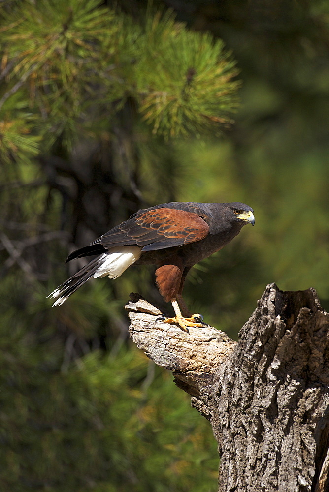 Harris hawk (Parabuteo unicinctus), Bearizona Wildlife Park, Williams, Arizona, United States of America, North America