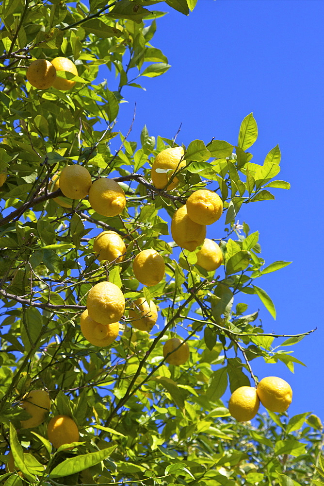 Lemons growing on tree in grove, Sorrento, Campania, Italy, Europe