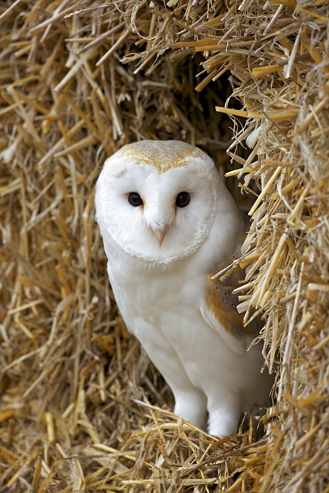 Barn owl ( Tyto alba), captive, in bales of straw, Barn Owl Centre, Gloucestershire, England, United Kingdom, Europe