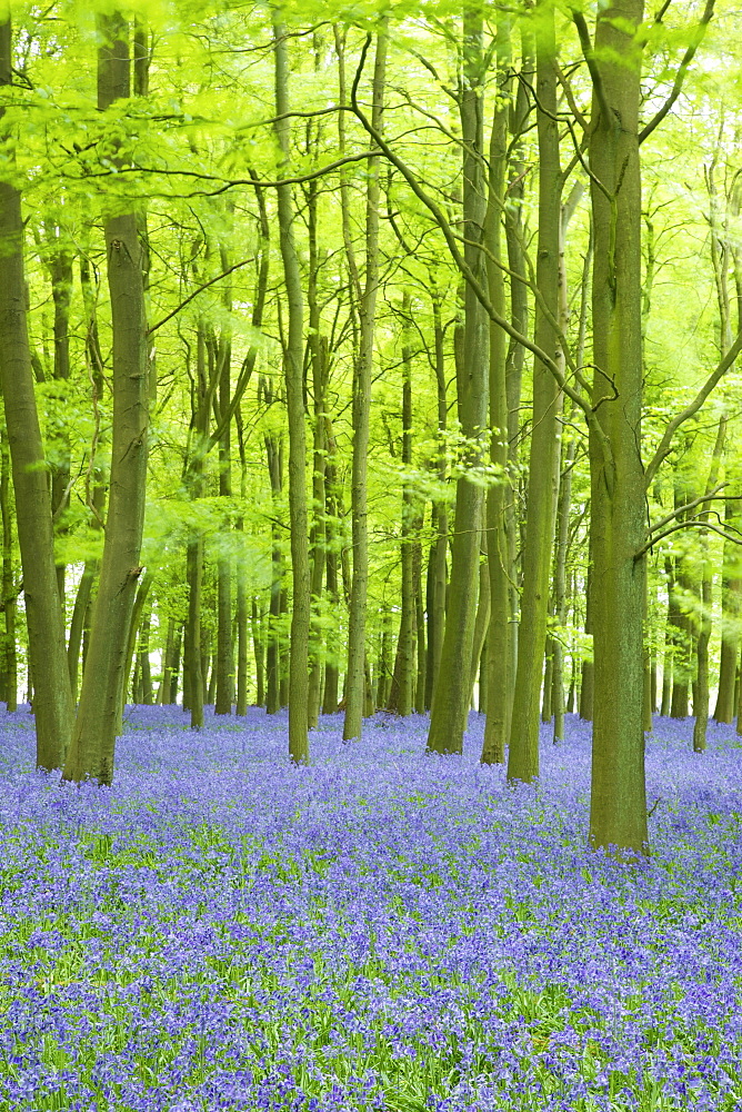 Bluebells (Hyacinthoides non-scripta) in woods, Ashridge Estate, Hertfordshire, England, United Kingdom, Europe