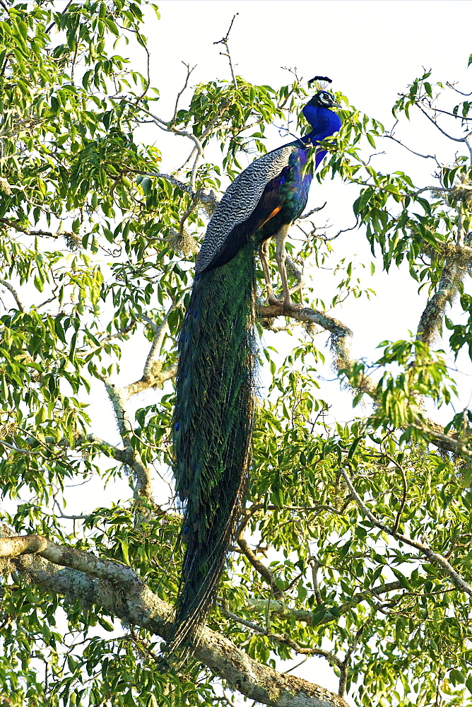 Indian Peafowl (pavo cristatus), Yala National Park, Sri Lanka, Asia