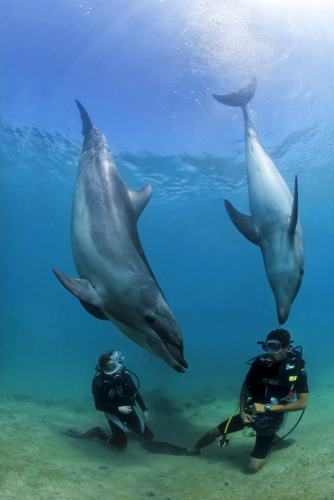 Two scuba divers facing Bottlenose Dolphins (Tursiops truncatus), Subic Bay, Luzon, Philippines, South China Sea, Pacific