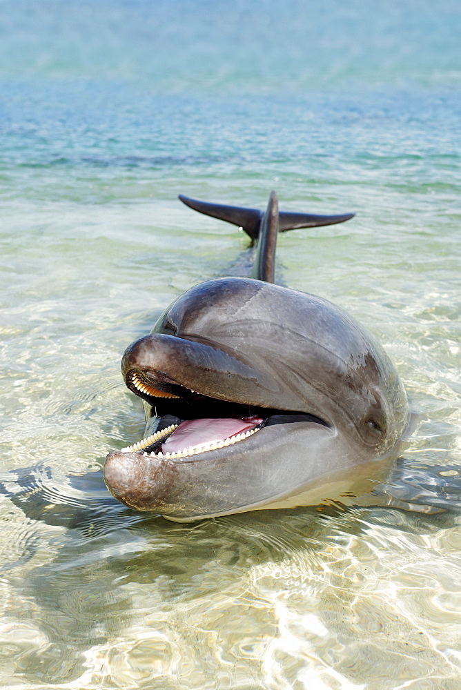 Bottlenose Dolphin (Tursiops truncatus), shallow water, Ocean Adventure, Subic Bay, Luzon, Philippines, South China Sea, Pacific