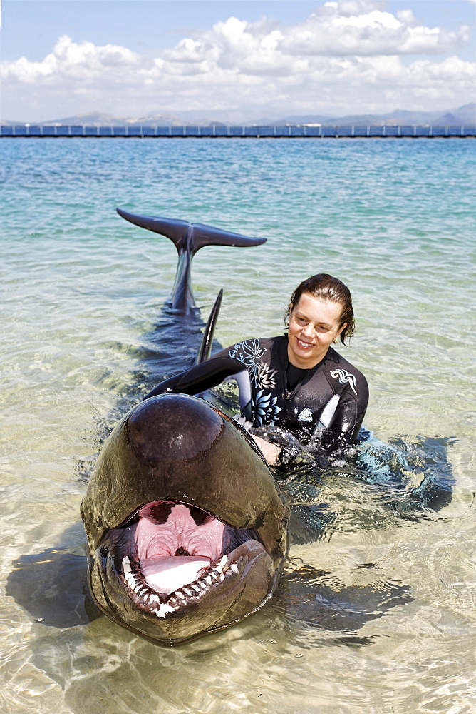 Woman stroking False Killer Whale (Pseudorca crassidens), shallow water, Ocean Adventures, Subic Bay, Luzon, Philippines, South China Sea, Pacific