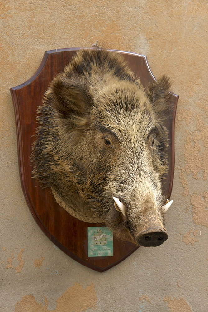 Trophy of a wild boar outside a delicatessen shop, Orvieto, province of Terni, Umbria, Italy, Europe