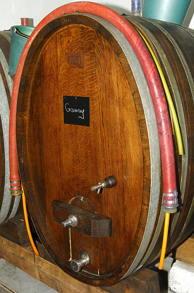 Oak wine barrel for Gamay red wine in a wine cellar, Luins, Vaud, Switzerland, Europe