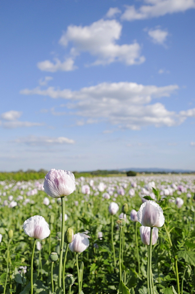 Poppy field, Triestingtal valley, Lower Austria, Europe