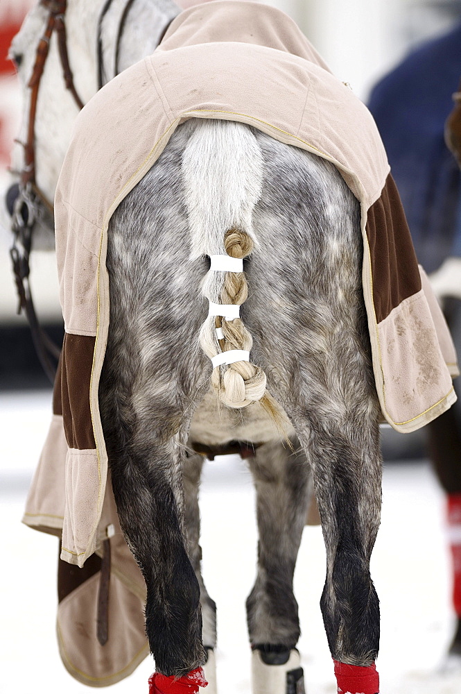 Polo horse with a braided tail and horse blanket, Snow Arena Polo World Cup 2010 polo tournament, Kitzbuehel, Tyrol, Austria, Europe