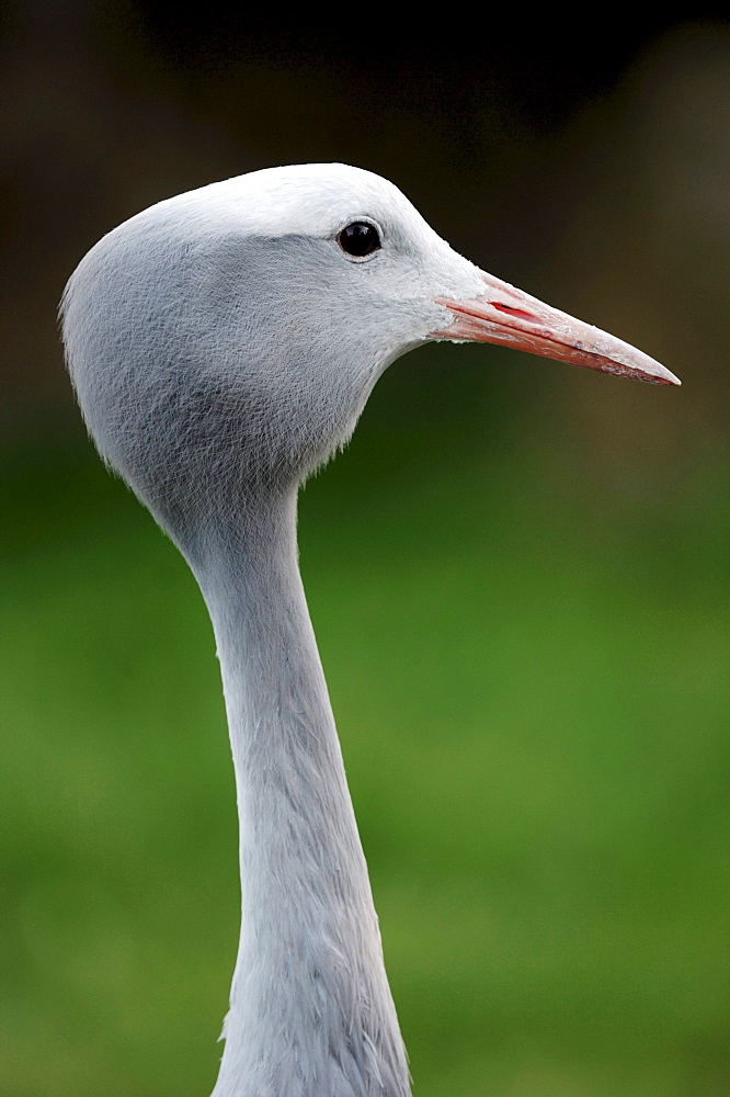 Blue Crane or Stanley Crane (Anthropoides paradisea)