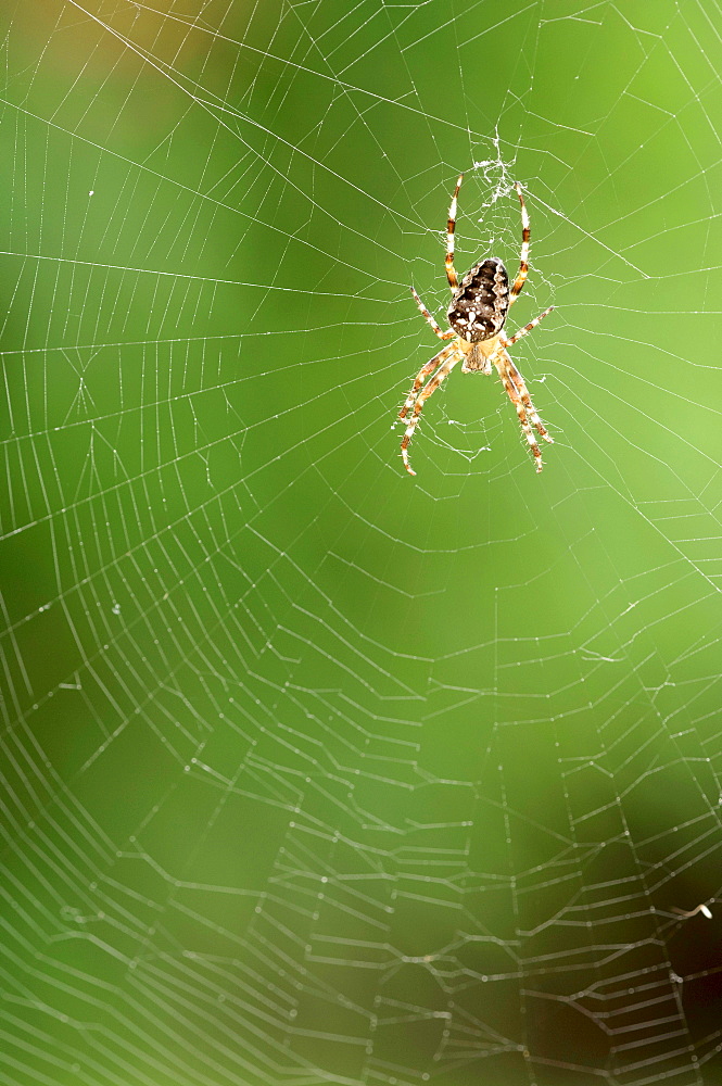 European Garden Spider (Araneus diadematus) on web, North Rhine-Westphalia, Germany, Europe