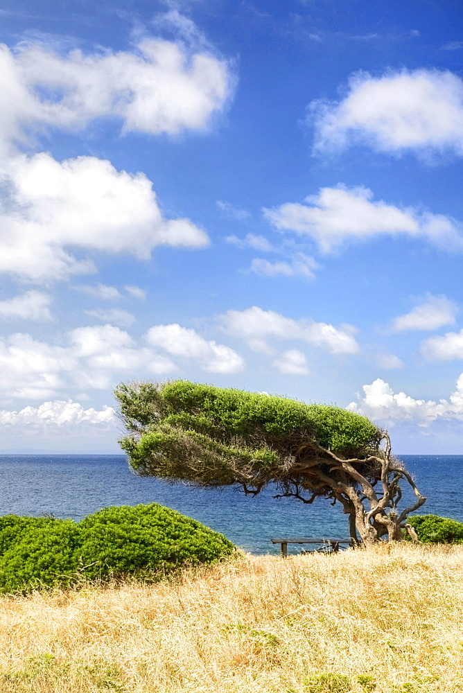 Windswept tree by the Bay of Buggerru on the west coast of Sardinia, Iglesiente Province, Sardinia, Italy, Europe