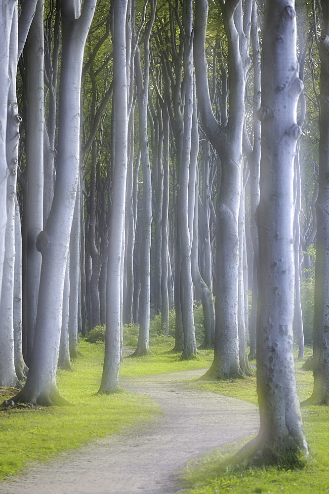 In the 'spook forest' near Nienhagen, Bad Doberan district, Mecklenburg-Western Pomerania, Germany, Europe