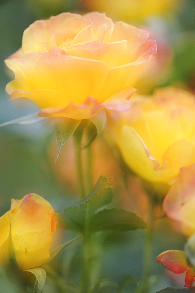 Flowers of a floribunda rose called Garden Fun, Germany, Europe