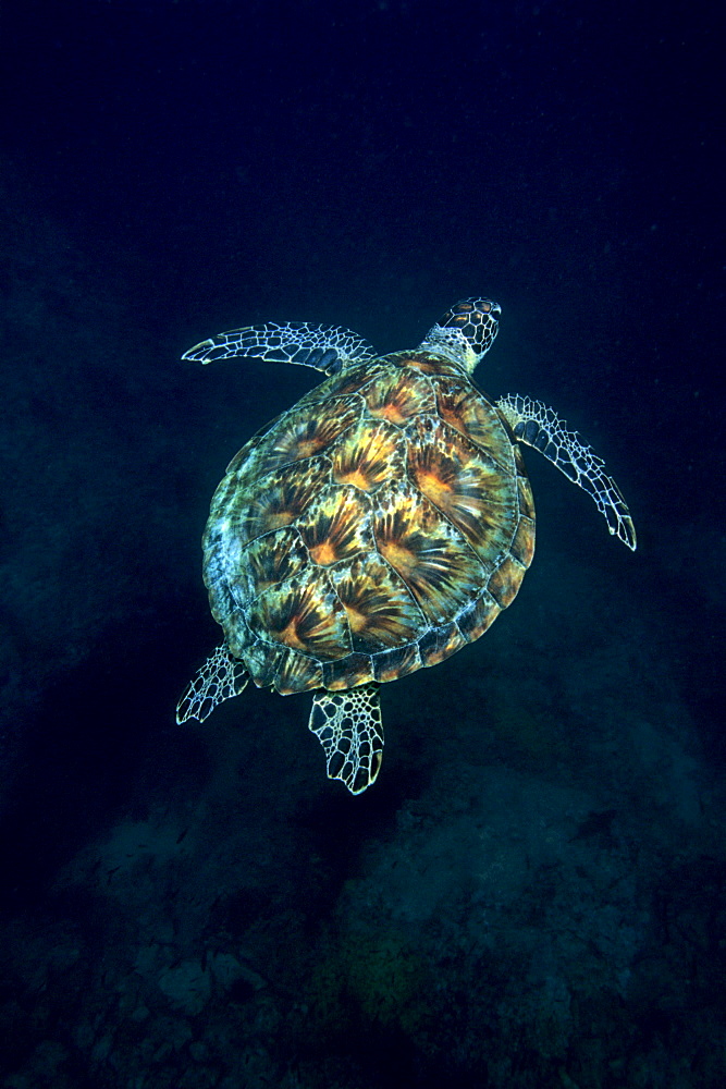 Green Sea Turtle (Chelonia mydas) swimming over a coral reef, Musandam, Oman, Middle East, Indian Ocean