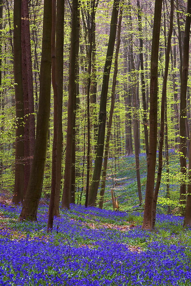 Forest with bluebells, Hallerbos, Hall, Flanders, Belgium, Europe