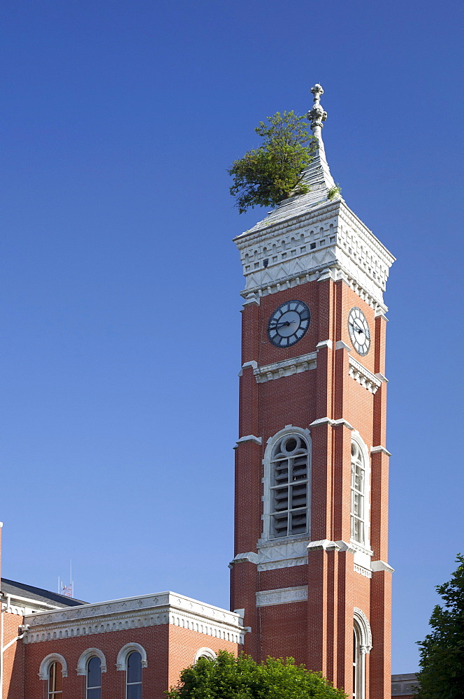 A Mulberry tree grows from the roof of a clock tower on the Decatur County Courthouse, Greensburg, Indiana, USA