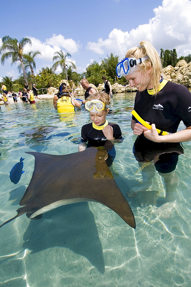 Eagle Ray (Myliobatidae) being fed, Discovery Cove, Orlando, Florida, USA, North America