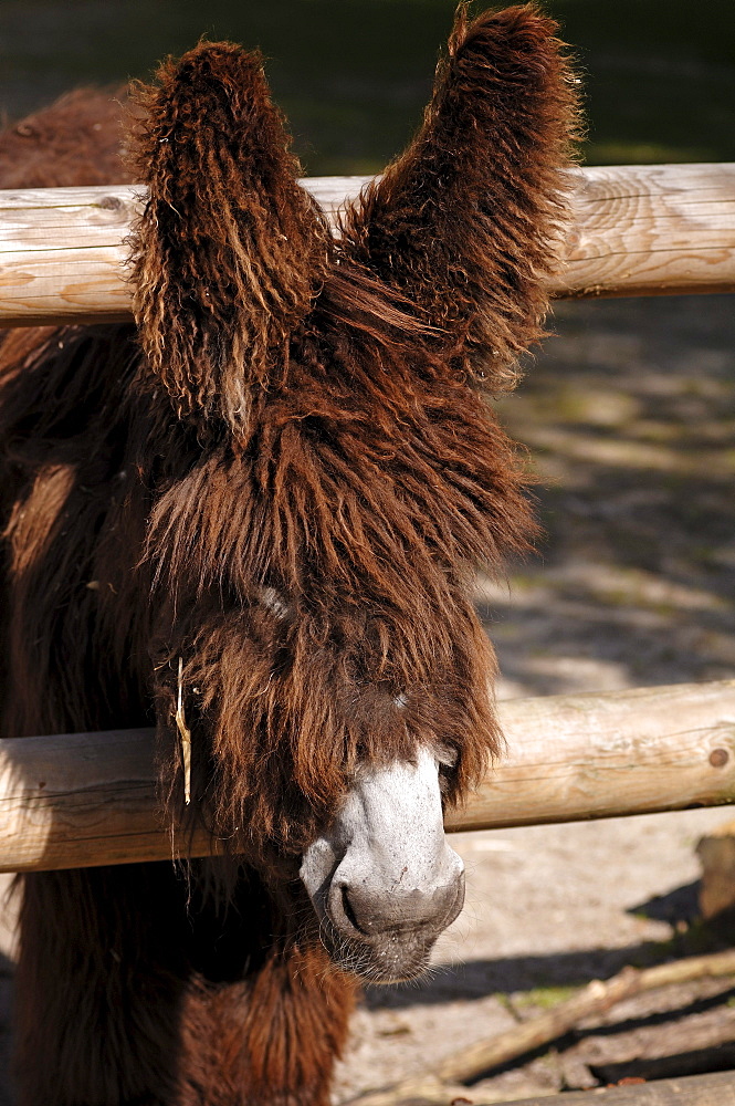 Poitou donkey in a zoo, Am Tiergarten 30, Nuremberg, Middle Franconia, Bavaria, Germany, Europe