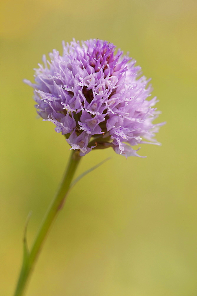 Kugelorchis orchid (Traunsteinera globosa), Rax, Lower Austria, Austria, Europe