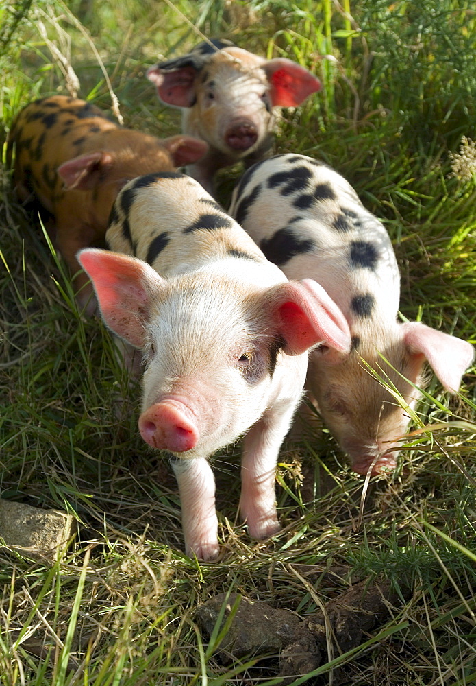 Small Domestic piglets (Sus scrofa domestica) in an organic farm, organic pigs