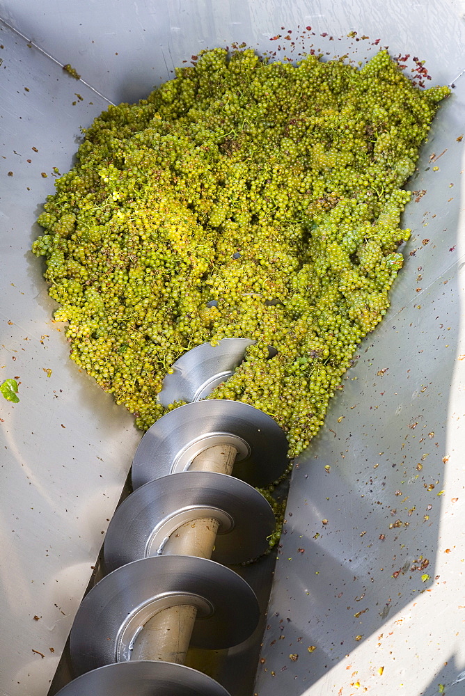 Processing of wine grapes at a winery, province of Bolzano-Bozen, Italy, Europe