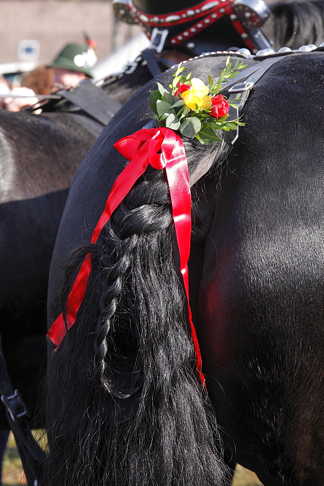 Elaborately decorated tail of a horse, Leonhardi procession, Bad Toelz, Isarwinkel, Upper Bavaria, Bavaria, Germany, Europe