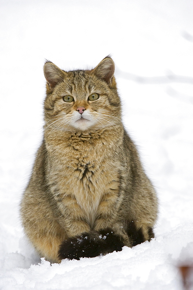 Wild Cat (Felis silvestris) in the snow, Bavarian Forest National Park, enclosed area, Neuschoenau, Bavaria, Germany, Europe