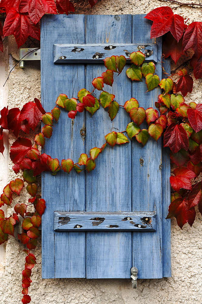 Old window shutter painted in blue and covered with colorful tendrils of vine, Maebenberg, Middle Franconia, Bavaria, Germany, Europe