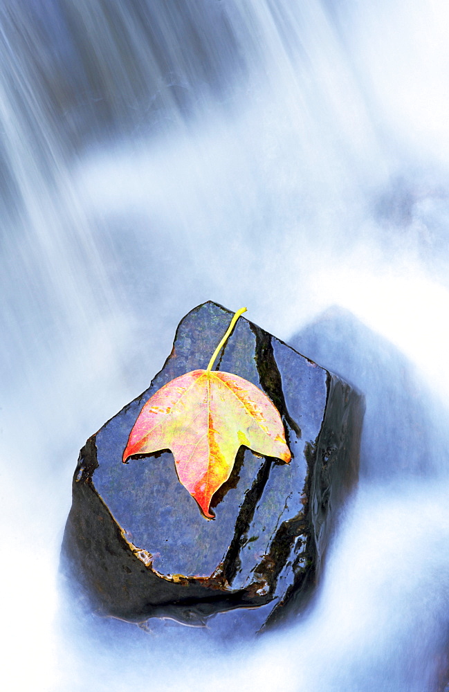 Leaf in water